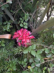 Aechmea distichantha