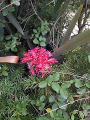 Aechmea distichantha