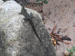 Physignathus cocincinus