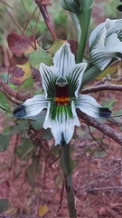 Chloraea bletioides