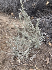 Atriplex canescens