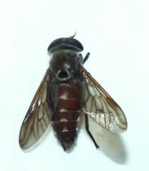 Tabanus antarcticus