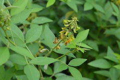 Crotalaria cajanifolia