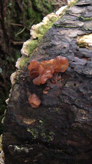 Tremellales