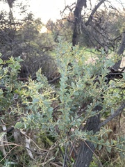 Acacia pravissima