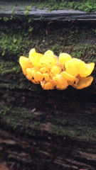 Dacrymyces spathularia