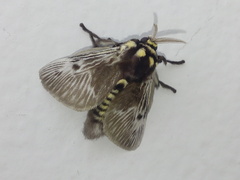 Megalopyge albicollis