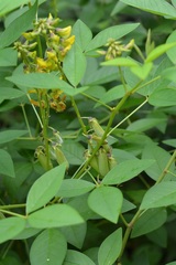 Crotalaria cajanifolia