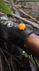 Favolaschia calocera