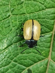 Leptinotarsa cacica