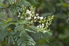 Leucaena diversifolia
