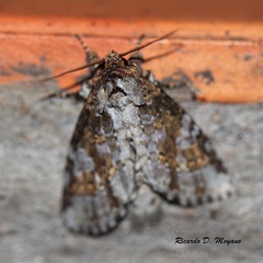Disphragis tharis