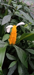Pachystachys lutea