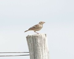 Mirafra javanica