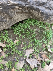 Hydrocotyle sibthorpioides
