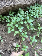 Hydrocotyle sibthorpioides