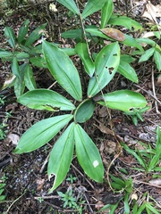 Costaceae