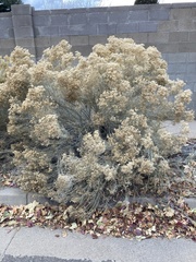 Chrysothamnus viscidiflorus