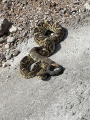 Crotalus molossus molossus