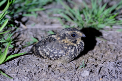 Hydropsalis maculicaudus