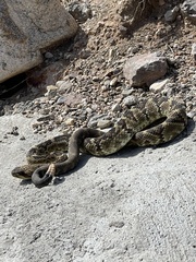 Crotalus molossus molossus