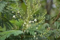 Leucaena diversifolia