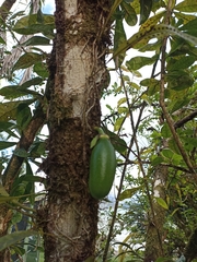 Crescentia cujete