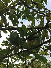 Crescentia cujete