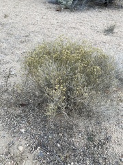 Gutierrezia sarothrae