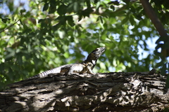 Iguanidae