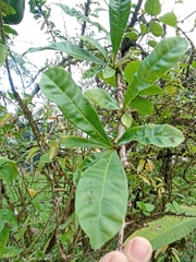 Crescentia cujete