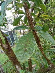 Crescentia cujete