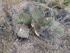 Opuntia orbiculata