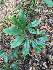 Costaceae