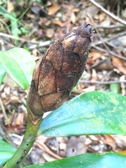 Costaceae