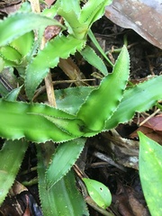 Cryptanthus