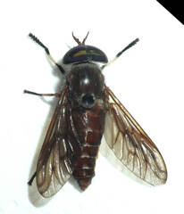 Tabanus antarcticus