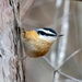 Red-breasted Nuthatch - Photo (c) milkocj, some rights reserved (CC BY-NC)