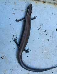 Plestiodon