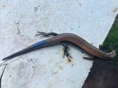 Plestiodon