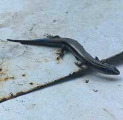 Plestiodon