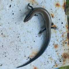 Plestiodon