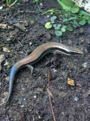 Plestiodon