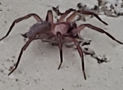 Cicurina