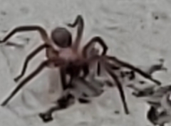 Cicurina