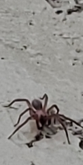 Cicurina