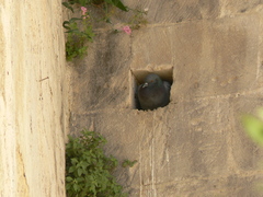 Columba livia domestica