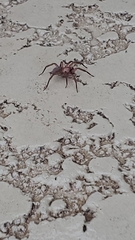 Cicurina