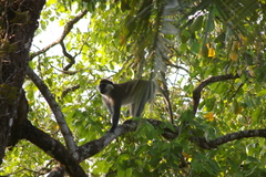 Chlorocebus aethiops