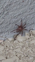 Cicurina